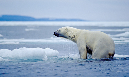 A photograph shows a polar bear sitting in open water near an ice floe.
