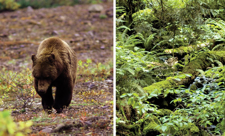 The photograph on the left is of a grizzly bear walking on tundra. The photograph on the right shows a leafy green seasonal rainforest similar to forests found in British Columbia.