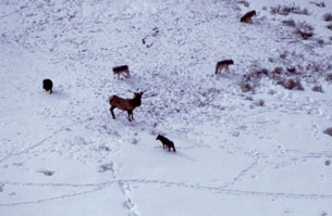 An aerial photograph shows a pack of wolves circling a lone elk.