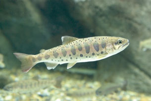 An underwater photograph shows a lake trout.