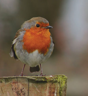 A red-breasted robin is perched on a tree stump.