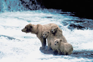 This photo is of a brown bear and her three cubs standing at the edge of a fast-flowing river.