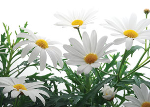 This is a photo of white daisies.