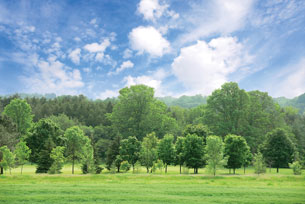 This photo is of a variety of deciduous and coniferous trees.