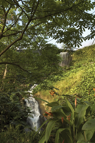 This photo is of a humid tropical biome. There are lush green plants and a waterfall.