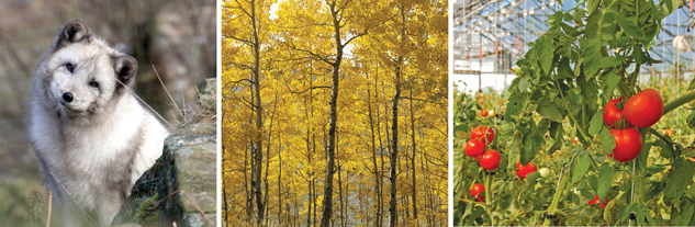 A stand of yellow-leaved aspen trees in their fall colours is shown in this photograph. This photo is of tomatoes growing in a greenhouse with a glass roof. An Arctic fox is in this photograph.