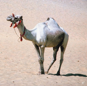 This photo is of a camel in the desert.