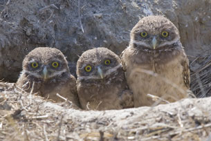 This  photo is of three baby burrowing owls.
