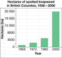 This is a bar graph titled Hectares of spotted knapweed in British Columbia, 1958-2000. The y-axis is labelled Hectares (ha). It starts at 0 and increases by increments of 2000. The maximum is 20 000. The x-axis is labelled Year. There are four bars across the x-axis. The first bar (1958) is halfway between 0 and 2000. The second bar (1972) is a quarter above 2000. The third bar is between 4000 and the next increment.  The fourth bar reaches to the maximum y-value.