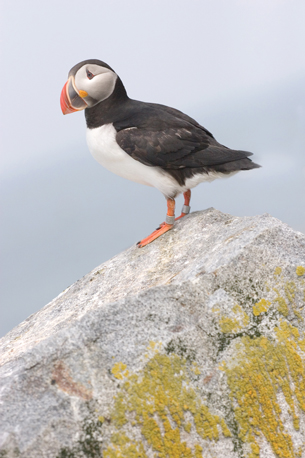 An Atlantic puffin is perched at a nesting colony with tracking leg bands.