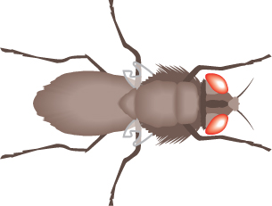 This image is of a wingless fruit fly.  A mutation caused it to be wingless, and it will die.