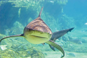 A photographer has taken a close-up shot of a shark swimming in the Great Barrier Reef.