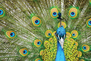 This photo is of a brilliantly coloured blue and green male peacock.