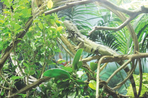 An iguana is pictured blending into its lush, tropical environment.