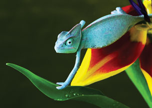 This  photo is of a bright blue chameleon lizard perched on a yellow and red flower.