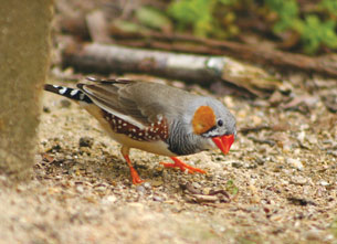 A finch is looking for seeds on the ground in this photo.