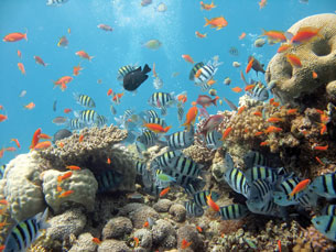 This photo of a coral reef shows hundreds of brightly coloured fish and other reef dwellers.