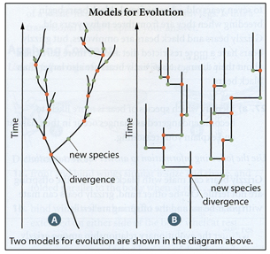 Two models for evolution are shown in this combined diagram. The left diagram looks like a tree branch. Each new branch indicates divergence, and the new species arises in the middle of the new branch. The right diagram looks like a family tree. New species branch out at 90-degree angles. There is divergence at the beginning of the branch and a new species indicated at the end of the 90-degree branch.