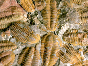This photo is of a fossilized cluster of segmented crustaceans called trilobites.