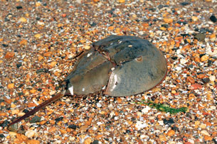 A hard-shelled crustacean called a horseshoe crab is highlighted in this photo. The crab looks like a horse hoof with a long, spiny tail.