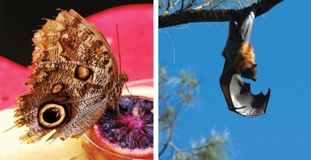 A photograph of a butterfly is next to a photograph of a bat.