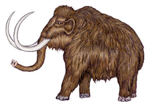 A black and white sketch of a wooly mammoth.