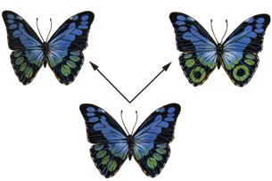 In this graphic, a butterfly with one kind of markings evolves into one or more species with different markings. This is shown by two arrows pointing from the parent species to the two different marked butterflies.