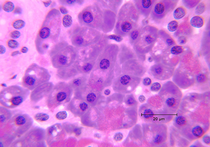 A magnified photo of an animal cell shows various organelles.