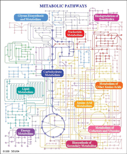 This drawing depicts the hundreds of metabolic pathways. It looks like a map of a subway system. Like train stations, there are straight lines and curves and dots at intersecting points.  Each type of metabolism is indicated by a colour.  For example, energy metabolism is indicated by purple. The purple lines radiating from this area are at some point connected to all the other metabolic pathways shown.  