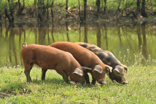 Pigs are shown eating grass in a meadow.