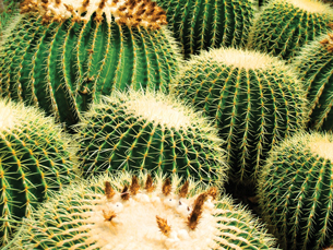 Cacti are shown in this close-up photo.