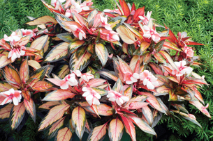 This photo is of a shade plant with flowers.