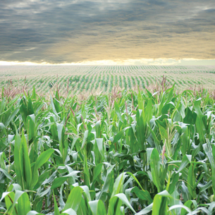 This photo is of a field of corn