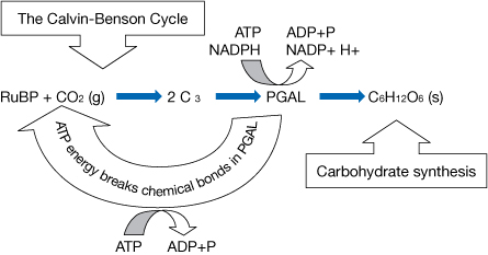 In the Calvin-Benson cycle, RuBP combines with atmospheric carbon dioxide. Two, three-carbon molecules are formed. This is shown by a linear chemical equation. ATP and NADPH (from the light-dependent reactions) are oxidized so that the two C3 molecules can combine to form PGAL. This is shown by a curved arrow above PGAL. ATP and NADPH become ADP + P and NADP+. Some PGAL leaves the Calvin-Benson cycle to create glucose. This is shown by an arrow pointing out of the cycle to a glucose molecule. The rest of the PGAL molecules stay in the cycle so they can be broken down by the energy from ATP to replace RuBP molecules.  This is shown by a curved arrow pointing from PGAL back to RuBP. The phrase “ATP energy breaks chemical bonds in PGAL” is written in the arrow. ATP is shown to break down and form ADP + P.