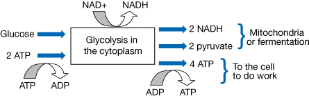 Glucose and 2 ATP are the input for glycolysis. ATP is broken down into ADP, and glucose is broken down into two pyruvate molecules. NAD+ is reduced to NADH. Two NADH molecules and 2 pyruvate molecules will, if possible, move on to the mitochondrion for anaerobic respiration.  Four ATP molecules are produced by glycolysis for a net gain of 2 ATP. These ATP are used in the cell to fuel metabolic pathways.