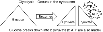 The diagram represents Glycolysis. A triangle representing glucose is shown on the left, an arrow labelled Enzymes points to two smaller triangles each labelled Pyruvate, and two star shapes labelled ATP.