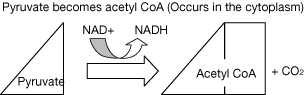 A diagram represents the Krebs cycle preparation. A triangle labelled Pyruvate is on the left. An arrow points to a triangle attached to a rectangle. This is labelled Acetyl CoA. Above the arrow there is a u-curved arrow pointing from NAD+ to NADH. After the shape labelled Acetyl CoA, there is a plus sign followed by  carbon dioxide.