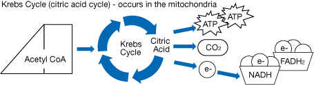 This diagram represents the Krebs cycle. From left to right: There is a shape labelled Acetyl CoA. An arrow points to a cycle of curved arows representing the Krebs cycle.  Citric acid is formed in the Krebs cycle. An arrow points from the Krebs cycle to two shapes labelled ATP. Another arrow points to an octagon labelled CO2. Another arrow points from the Krebs cycle to a circle labeled e- . An arrow points from the circle to two bucket shapes labelled NADH and FADH2. Circles labelled e- are in the buckets.