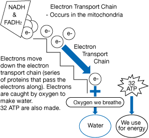 This is a diagram representing the electron transport chain. The diagram moves diagonally from top left to bottom right. At the top, the bucket shape labelled NADH & FADH2 is shown to be tipped over. The circle shapes labelled e- are falling out of the bucket toward a staircase. The staircase represents the electron transport chain.  Electrons move down the electron transport chain (a series of proteins that pass the electrons along). This is indicated by an arrow pointing diagonally down the staircase. At the end of the staircase a circle shape labelled e- is added to a box labelled Oxygen we breathe. An arrow points from the box to an oval labelled Water. There is also a star shape labelled 32 ATP at the end of the staircase. An arrow points from this shape to a circle labelled We use for energy. Electrons are caught by oxygen to make water. 32 ATP are made.