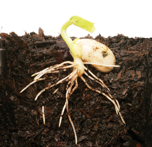 This photo is of a seed germinating in dirt.