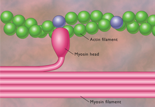 At the top of the graphic, actin filament is represented by two twisted chains of circles. At the bottom of the graphic, myosin filaments are represented by four  stacked tubes. From the stack of tubes, a myosin head protrudes upwards, is attached to the actin filament, and is ready to start a contraction.
