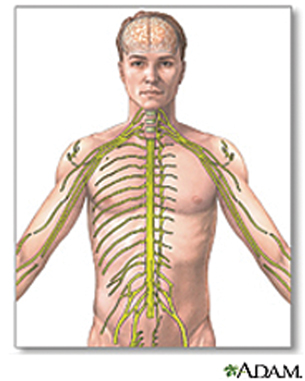 An illustration shows a series of nerves that are found in the upper body of a human.