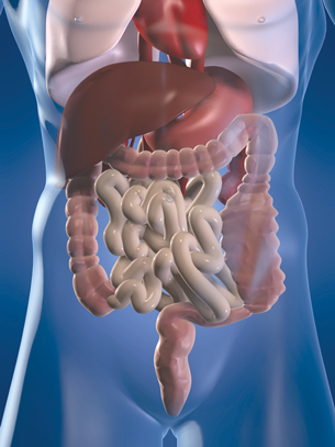 This is a graphic of the digestive system.