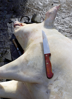This photo is of a dead pig with a knife placed on it.
