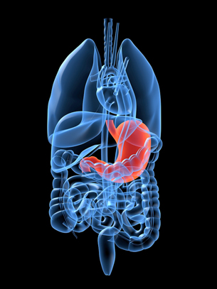 This graphic is of the stomach.