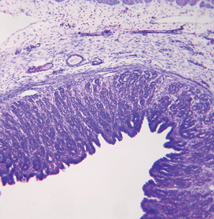 This microscopic view is of the cross-section of a stomach wall.  There are many grooves in the wall to increase the surface area.