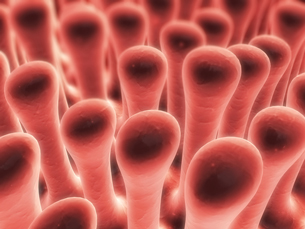 A 3D magnification of the villi, fingerlike projections, of the small intestine.