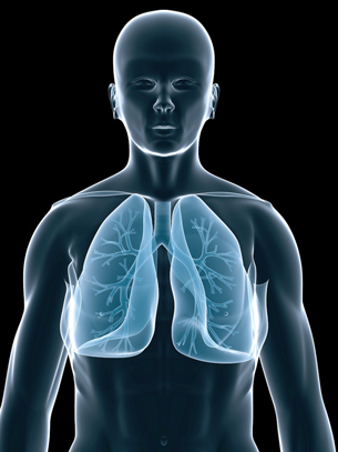 This three-D graphic is of the lungs inside a transparent body. Branching tubes and bronchi are visible.