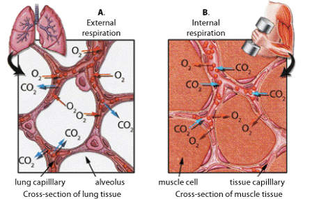 Figure A: External Respiration. Oxygen is shown to dissolve from the alveoli with arrows pointing to the lung capillaries.  Carbon dioxide is shown to dissolve from the lung capillary to the alveoli. Figure B: Internal respiration: Capilliaries surrounding the cells take away carbon dioxide and provide oxygen.