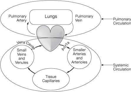 This is a graphic of pulmonary and systemic circulation.